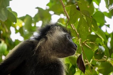 Angola Kolobusu yemek için ağaçtan indi. 