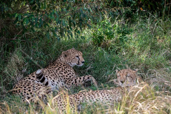 Chitas Durante Namoro Estão Descansando Como Casal Grama Alta — Fotografia de Stock