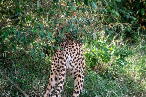 求愛中のチーターは背の高い草のカップルとして休んでいます — ストック写真