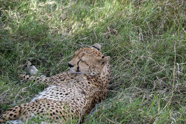 Cheetahs Courtship Resting Couple Tall Grass — Stockfoto