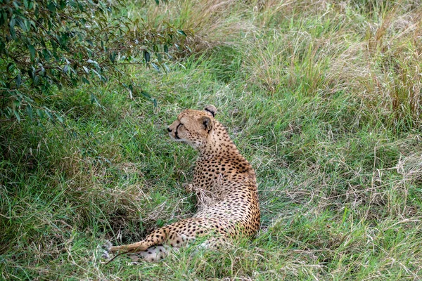 Ghepardi Durante Corteggiamento Stanno Riposando Come Una Coppia Nell Erba — Foto Stock