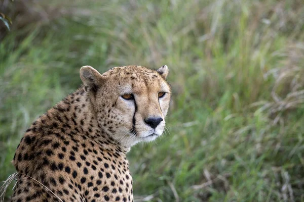 Cheetahs Courtship Resting Couple Tall Grass — Stockfoto
