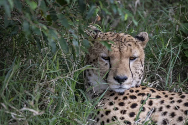 Cheetahs Courtship Resting Couple Tall Grass — Stockfoto