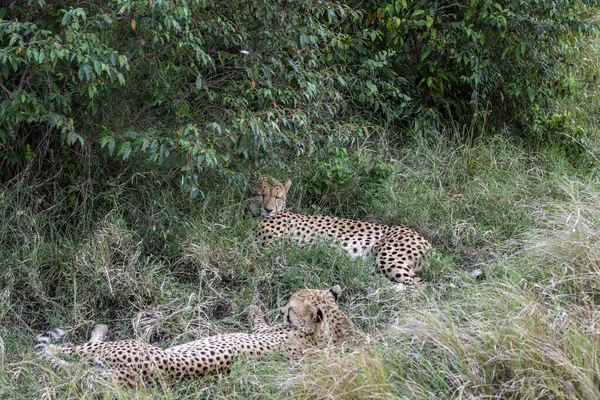 Chitas Durante Namoro Estão Descansando Como Casal Grama Alta — Fotografia de Stock