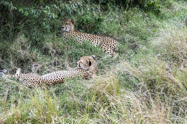 Ghepardi Durante Corteggiamento Stanno Riposando Come Una Coppia Nell Erba — Foto Stock