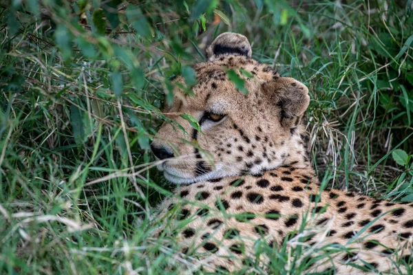 Chitas Durante Namoro Estão Descansando Como Casal Grama Alta — Fotografia de Stock