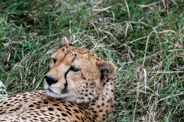 Cheetahs Courtship Resting Couple Tall Grass — Stockfoto