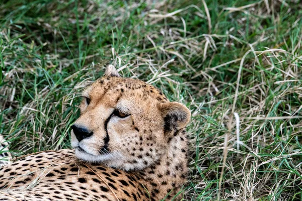 Cheetahs Courtship Resting Couple Tall Grass — Stock Photo, Image