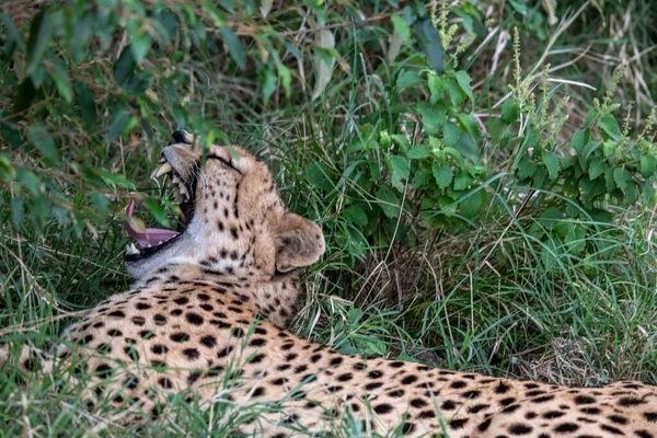 Cheetahs Courtship Resting Couple Tall Grass — Zdjęcie stockowe