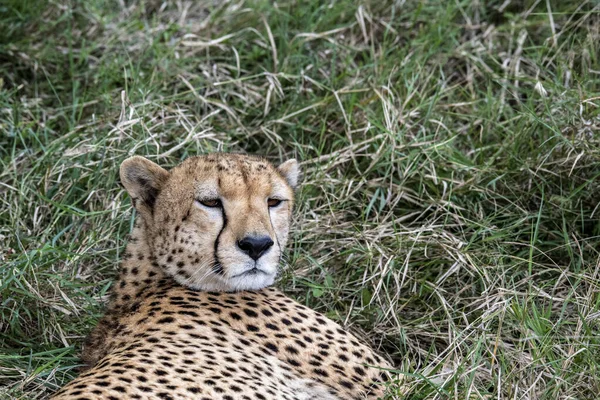 Cheetahs Courtship Resting Couple Tall Grass — Stockfoto