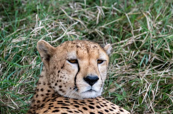 Cheetahs Courtship Resting Couple Tall Grass — Stockfoto