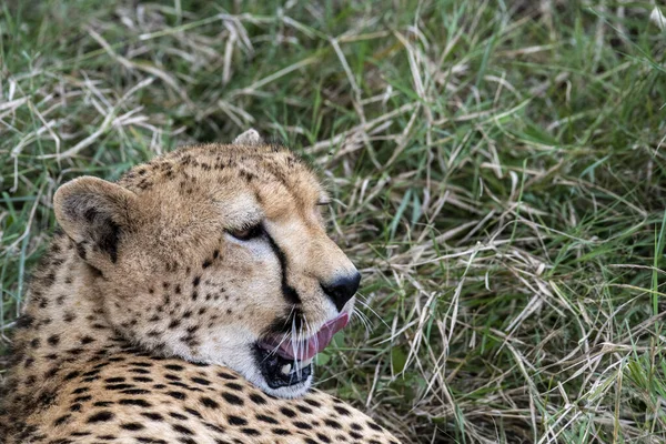 Cheetahs Courtship Resting Couple Tall Grass — Zdjęcie stockowe