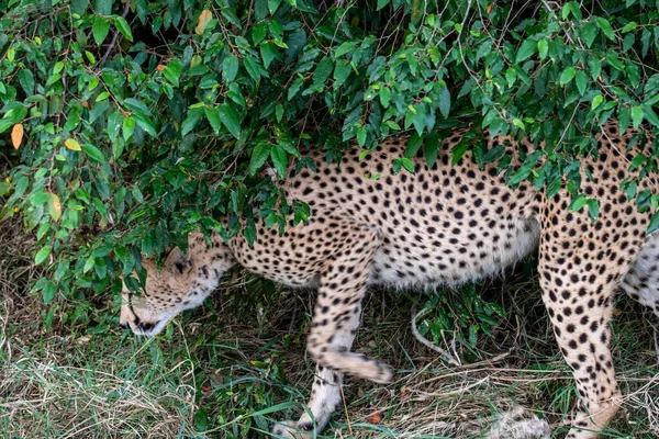 Cheetahs Courtship Resting Couple Tall Grass — Stockfoto