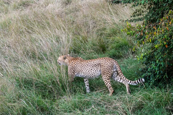 Ghepardi Durante Corteggiamento Stanno Riposando Come Una Coppia Nell Erba — Foto Stock