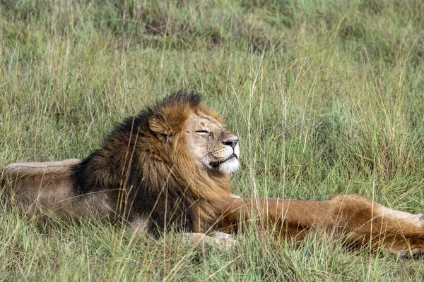 Lions Lazily Resting Shade Trees Caring Partner — Stock fotografie