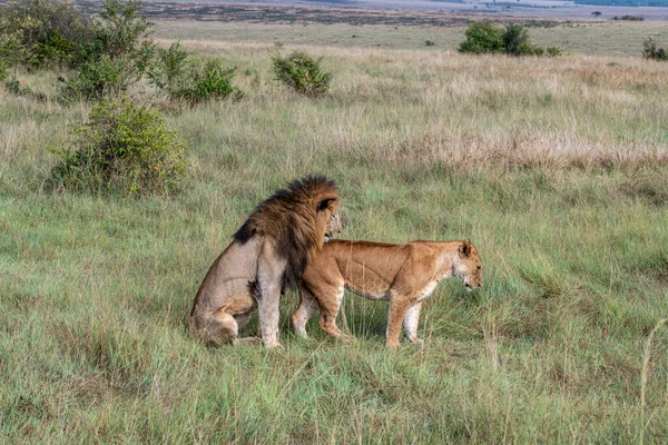 Lions Lazily Resting Shade Trees Caring Partner — Stock Photo, Image