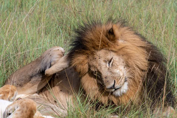 Leones Están Descansando Perezosamente Sombra Los Árboles Están Cuidando Pareja — Foto de Stock