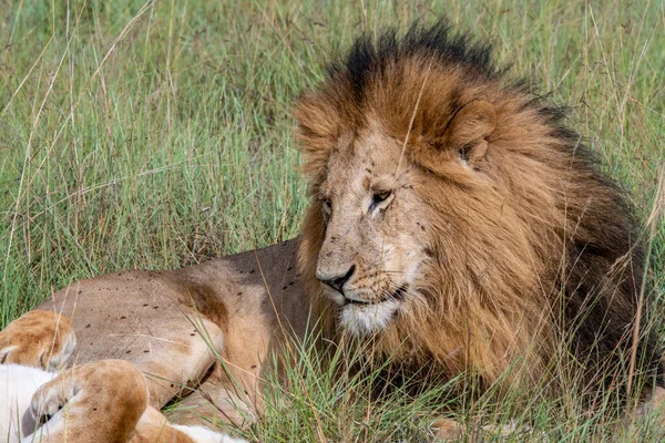 Lions Lazily Resting Shade Trees Caring Partner — Stock fotografie