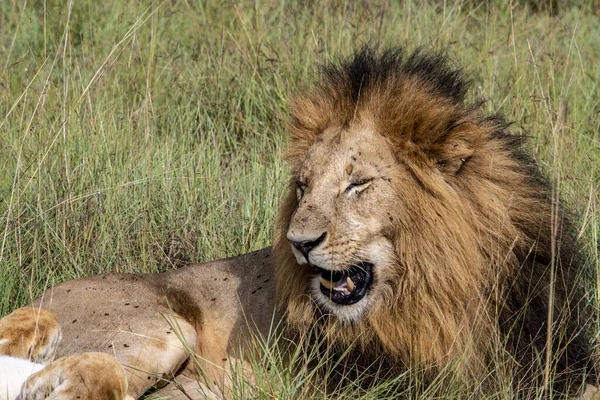 Lions Lazily Resting Shade Trees Caring Partner — Stock fotografie