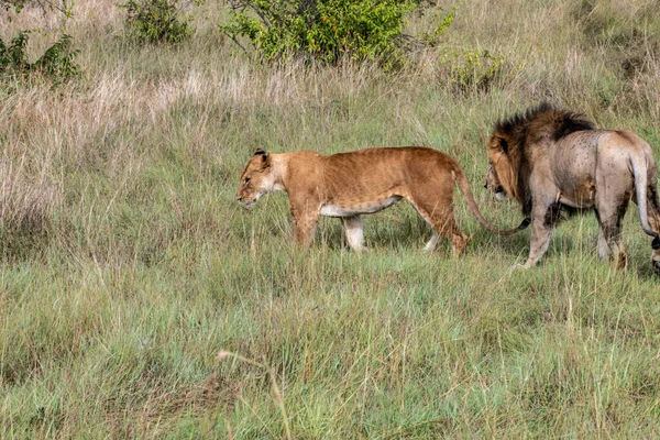 Leones Están Descansando Perezosamente Sombra Los Árboles Están Cuidando Pareja — Foto de Stock