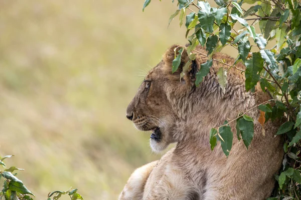 Lions Lazily Resting Shade Trees Caring Partner — Stockfoto