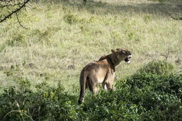 Leones Están Descansando Perezosamente Sombra Los Árboles Están Cuidando Pareja — Foto de Stock