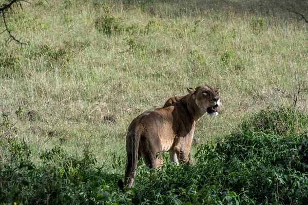 Leões Estão Descansando Preguiçosamente Sombra Das Árvores Estão Cuidando Seu — Fotografia de Stock