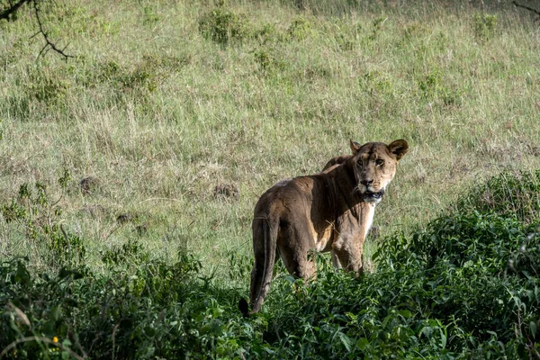 Leões Estão Descansando Preguiçosamente Sombra Das Árvores Estão Cuidando Seu — Fotografia de Stock