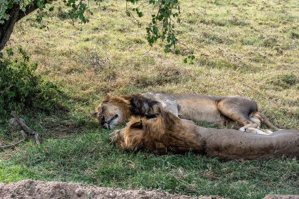 Lions Lazily Resting Shade Trees Caring Partner — Stock Photo, Image