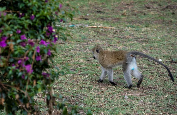 Familia Monos Con Descendencia Están Descansando Cerca Carretera — Foto de Stock