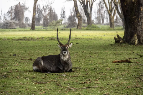 Antilopes Marchent Paisiblement Tranquillement Dans Parc Verdoyant Hôtel — Photo