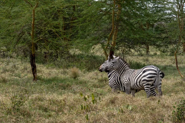 Playful Zebras Combine Food Green Meadow Love Games Harassment — Zdjęcie stockowe