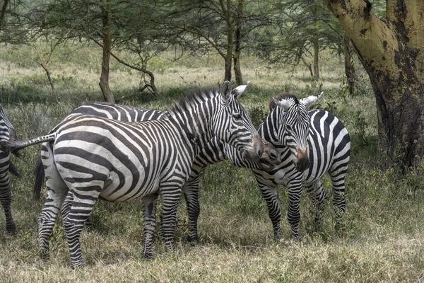Zebras Brincalhões Combinam Comida Prado Verde Com Jogos Amor Assédio — Fotografia de Stock