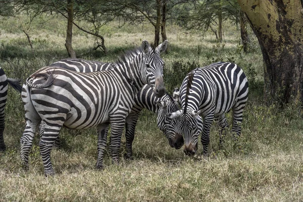 Zebras Brincalhões Combinam Comida Prado Verde Com Jogos Amor Assédio — Fotografia de Stock
