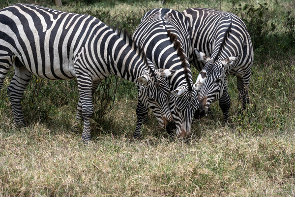 Playful zebras combine food in a green meadow with love games and harassment