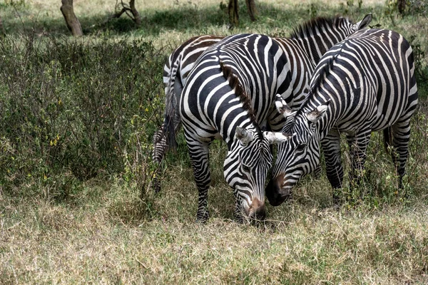 Playful Zebras Combine Food Green Meadow Love Games Harassment — Zdjęcie stockowe