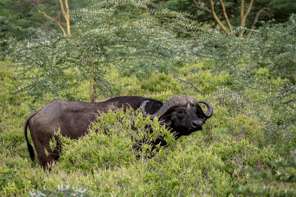 Enormes Búfalos Marrones Mastican Lentamente Hierba Verde Claro — Foto de Stock