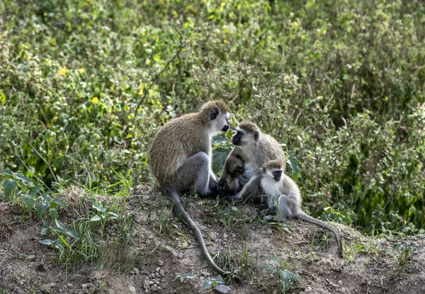 Familia Monos Con Descendencia Están Descansando Cerca Carretera — Foto de Stock
