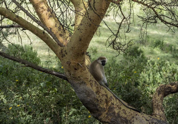 Family Monkeys Offspring Resting Road — Stockfoto