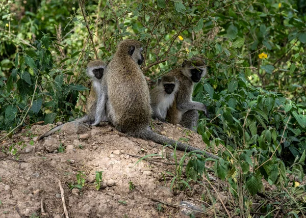 Familia Monos Con Descendencia Están Descansando Cerca Carretera —  Fotos de Stock