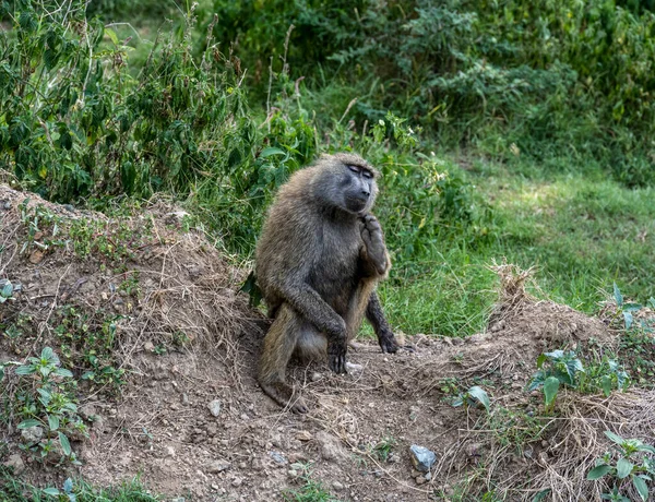 Familia Monos Con Descendencia Están Descansando Cerca Carretera — Foto de Stock