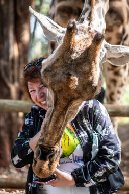 Dişi turistler, ormandan otele gelen vahşi zürafaları besler. 