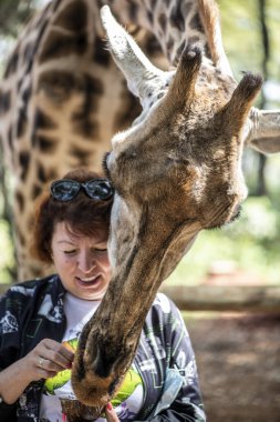 Dişi turistler, ormandan otele gelen vahşi zürafaları besler. 