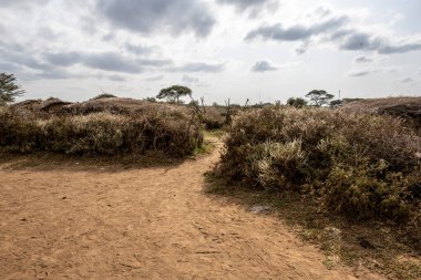 Hasır dallardan ve balçıktan yapılmış bir Maasai köyünün evleri vahşi hayvanlardan korunuyor. 