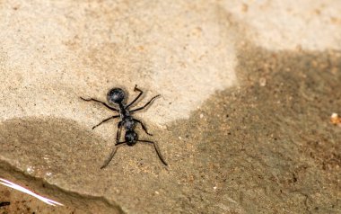 Siyah ve yeşil arka planda kırmızı karıncalı makro