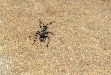 Siyah ve yeşil arka planda kırmızı karıncalı makro