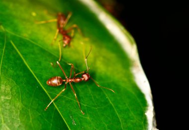 Siyah ve yeşil arka planda kırmızı karıncalı makro
