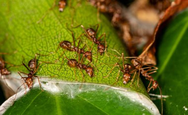 Siyah ve yeşil arka planda kırmızı karıncalı makro