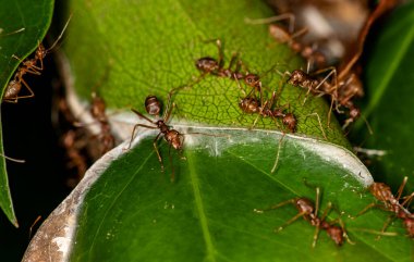 Siyah ve yeşil arka planda kırmızı karıncalı makro