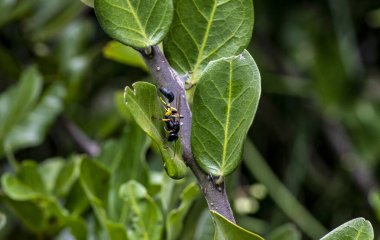 Siyah ve yeşil arka planda kırmızı karıncalı makro